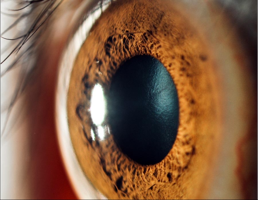 15 facts about the eyes that will amaze you