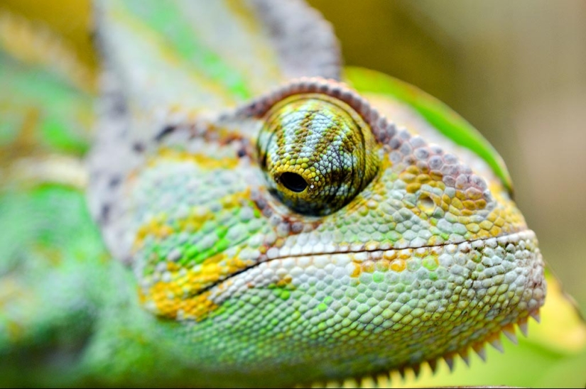 15 facts about the eyes that will amaze you