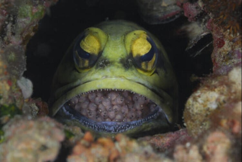 15 fotos de objetos y fenómenos extraordinarios