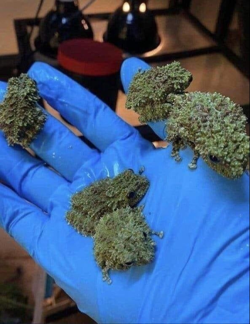 15 fotos de objetos y fenómenos extraordinarios