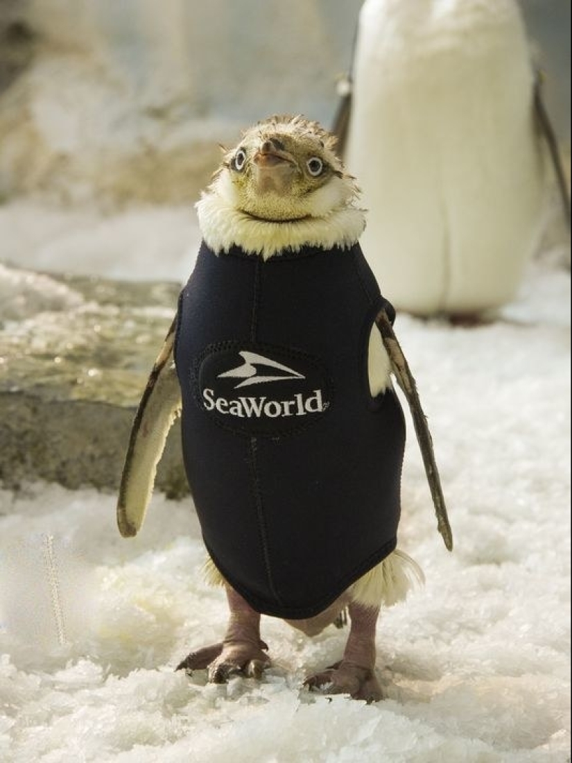 15 fotos que harán tu día un poco mejor