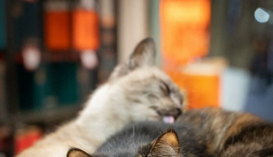 15 gatos callejeros que se adaptaron a la vida urbana, fotografiados por Marcel Heijnen 15 gatos callejeros que se adaptaron a la vida urbana, fotografiados por Marcel Heijnen