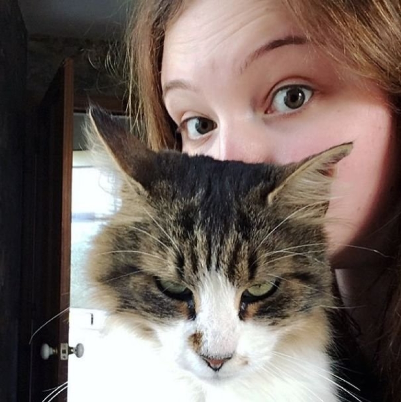 15 gatos que odian a los selfies con la gente