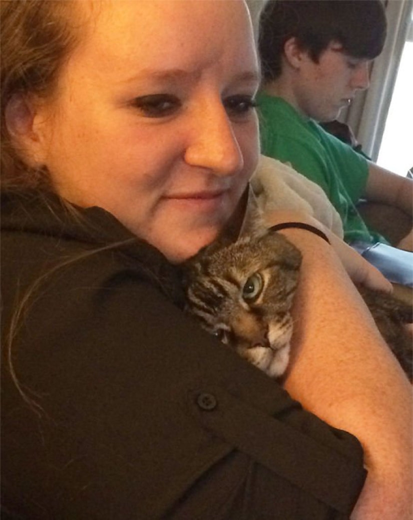 15 gatos que odian a los selfies con la gente