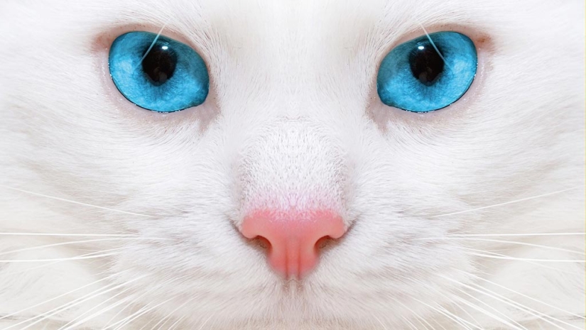 15 hechos sobre los ojos que te sorprenderán 15 hechos sobre los ojos que te sorprenderán