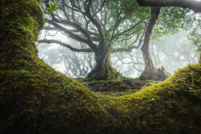 15 hermosas fotos de la mística de los bosques en la isla de Madeira