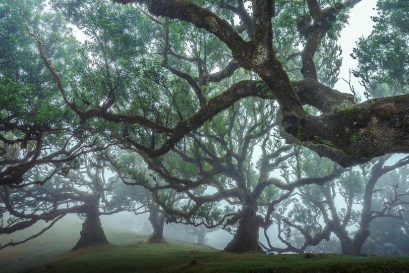 15 hermosas fotos de la mística de los bosques en la isla de Madeira