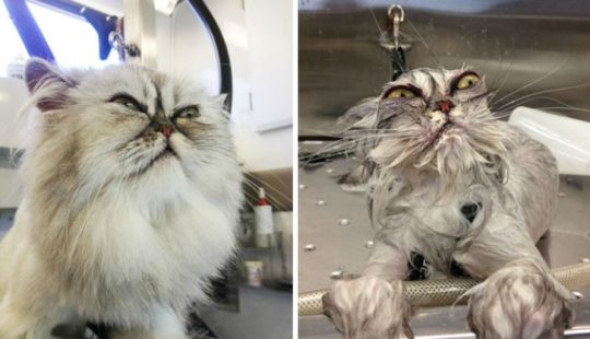 15 hilarantes imágenes acerca de cómo los animales odian bañarse 15 hilarantes imágenes acerca de cómo los animales odian bañarse