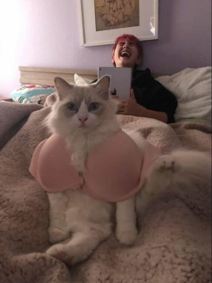 15 imágenes aleatorias y hilarantemente absurdas que te impactan como un mensaje de texto borracho a las 3 a. m.