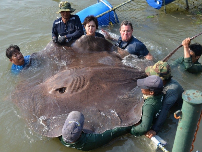 15 inconcebiblemente gigantescos animales que existen en la realidad 15 inconcebiblemente gigantescos animales que existen en la realidad
