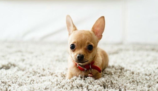 15 increíbles historias de animales héroes que salvó a la gente de la muerte 15 increíbles historias de animales héroes que salvó a la gente de la muerte