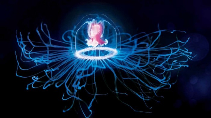 15 interesantes, pero miedo de los hechos acerca de la muerte que te va a sorprender 15 interesantes, pero miedo de los hechos acerca de la muerte que te va a sorprender