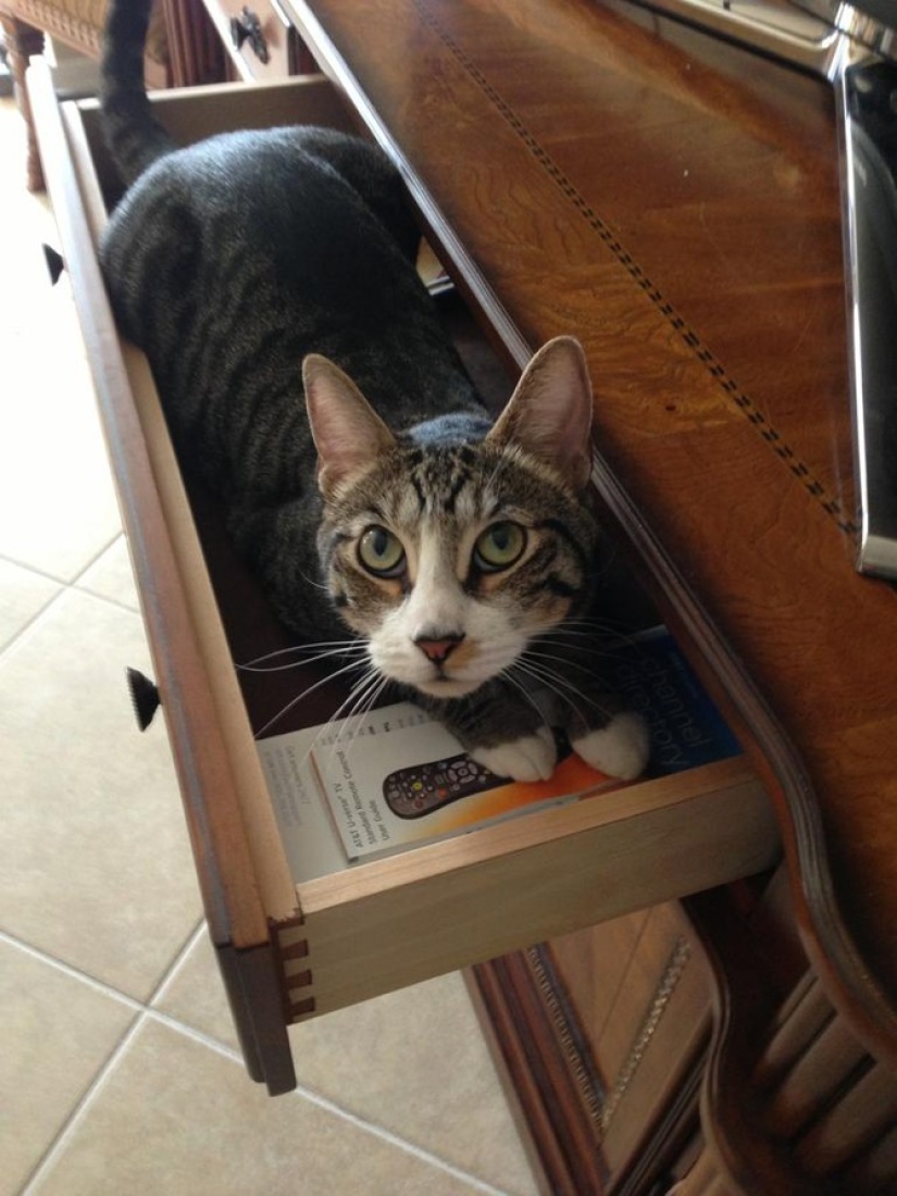 15 lugares donde nunca esperábamos ver un gato