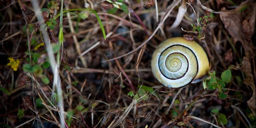 15 maneras de usar los posos de café de una manera ecológica 15 maneras de usar los posos de café de una manera ecológica