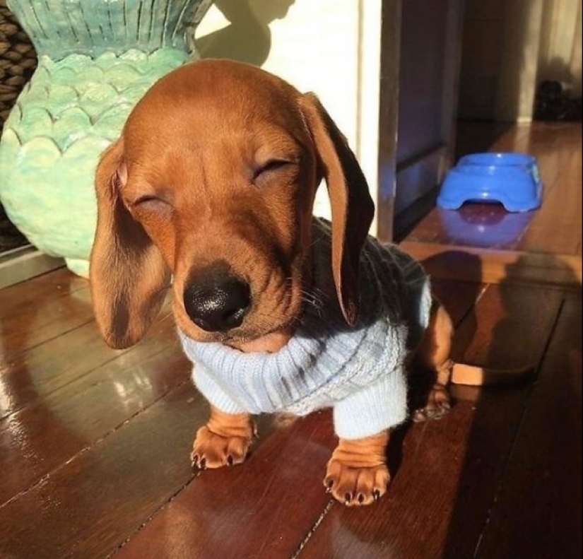 15 of the most beautiful puppies who will make you tenderness 15 of the most beautiful puppies who will make you tenderness