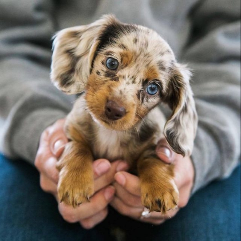 15 of the most beautiful puppies who will make you tenderness 15 of the most beautiful puppies who will make you tenderness
