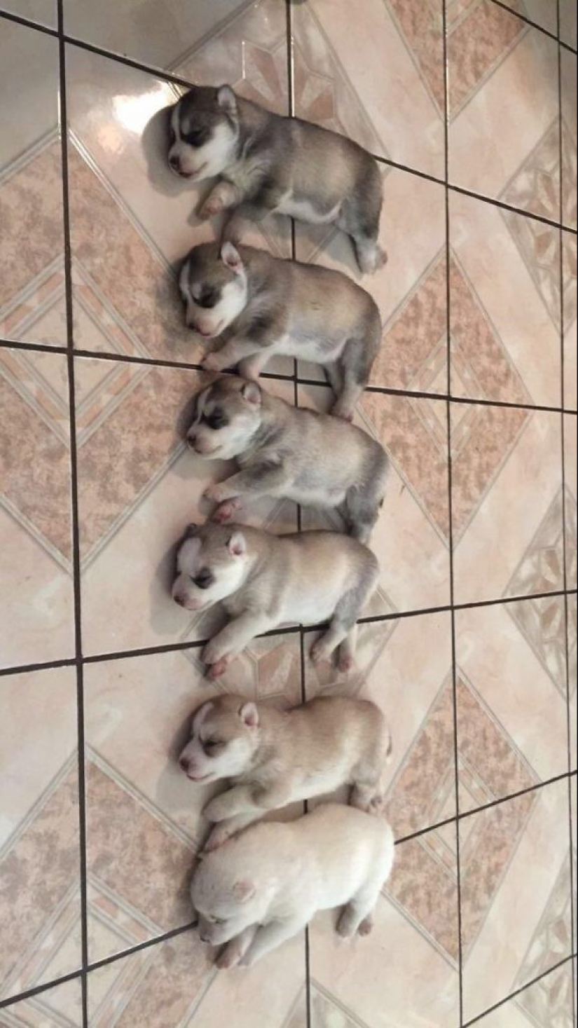 15 of the most beautiful puppies who will make you tenderness 15 of the most beautiful puppies who will make you tenderness