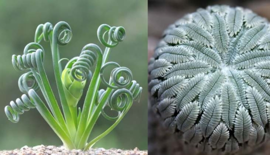 15 outlandish indoor plants that look like alien 15 outlandish indoor plants that look like alien