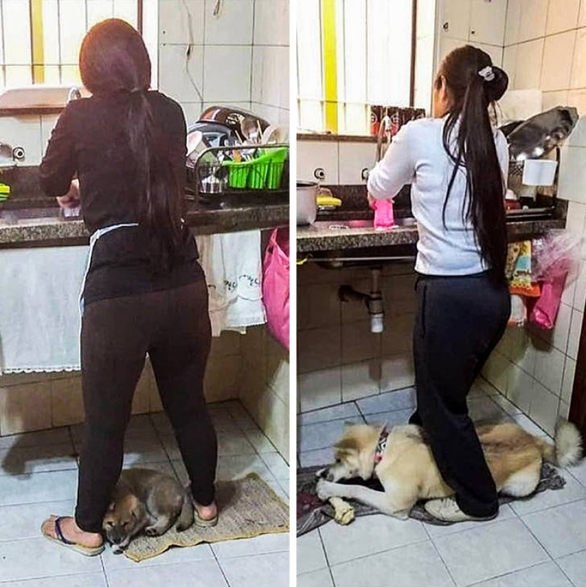 15 perros que trató de ser bueno y obediente, pero algo salió mal 15 perros que trató de ser bueno y obediente, pero algo salió mal