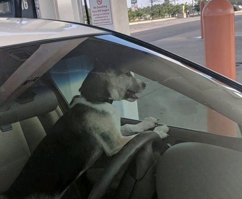 15 perros que trató de ser bueno y obediente, pero algo salió mal 15 perros que trató de ser bueno y obediente, pero algo salió mal