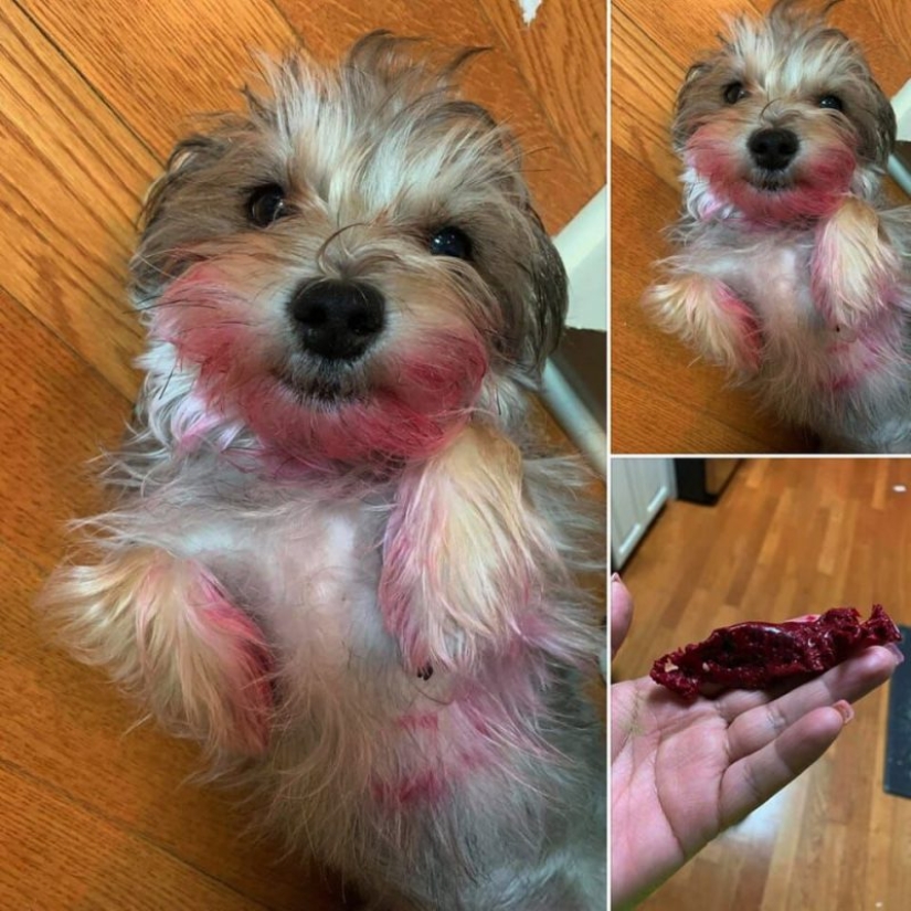 15 perros que trató de ser bueno y obediente, pero algo salió mal 15 perros que trató de ser bueno y obediente, pero algo salió mal