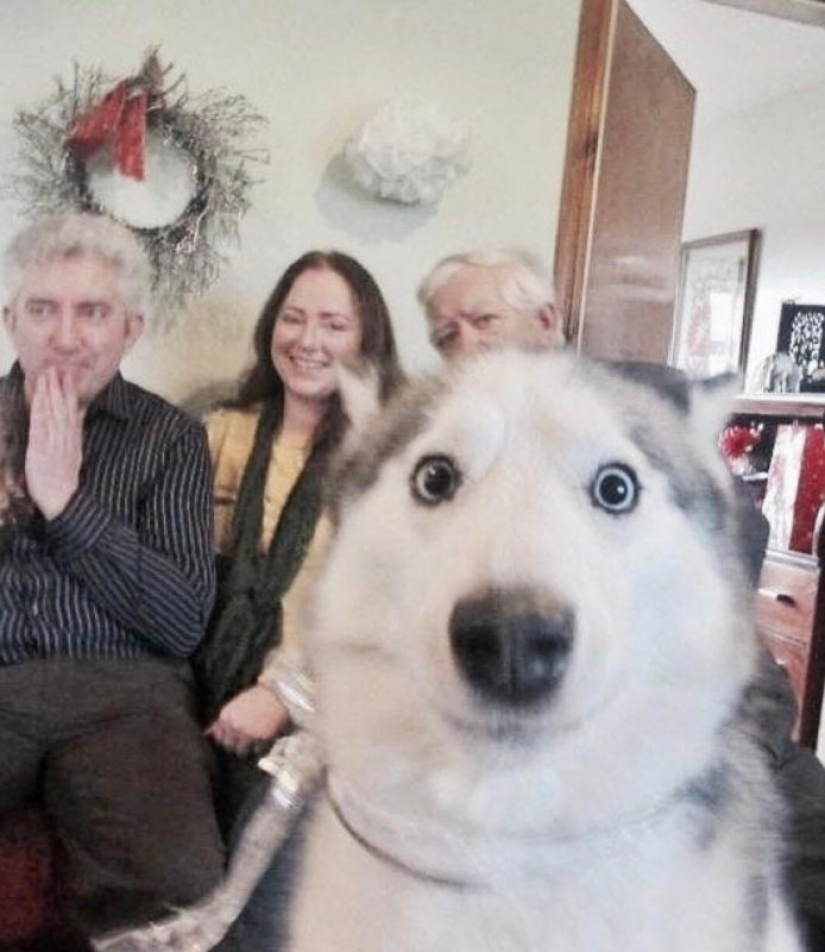 15 perros que trató de ser bueno y obediente, pero algo salió mal 15 perros que trató de ser bueno y obediente, pero algo salió mal