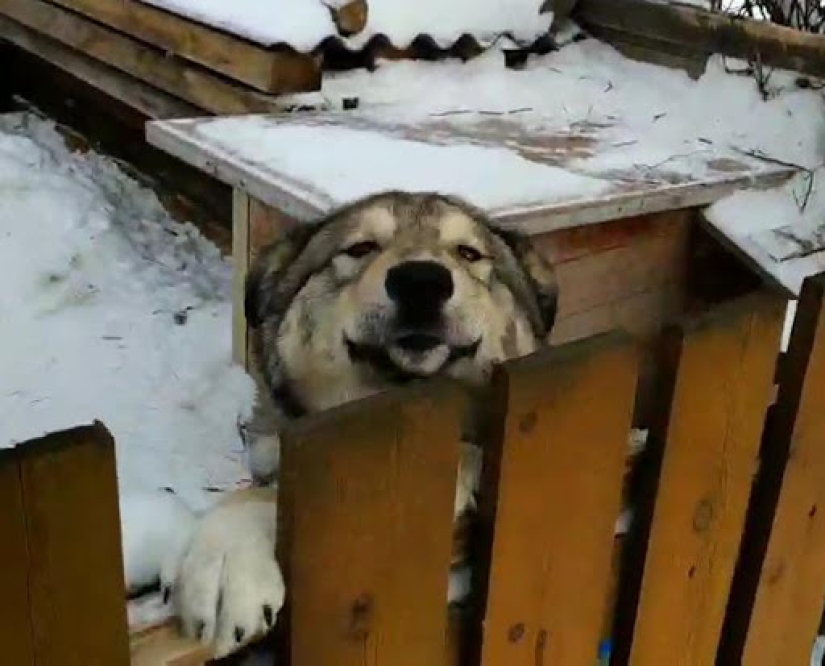 15 perros que trató de ser bueno y obediente, pero algo salió mal 15 perros que trató de ser bueno y obediente, pero algo salió mal