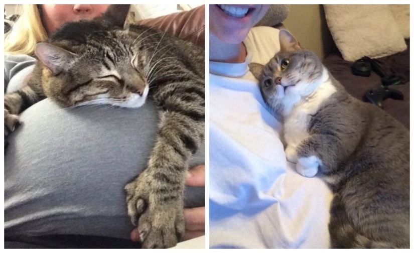 15 pets who realized that their mistress was pregnant 15 pets who realized that their mistress was pregnant