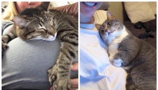 15 pets who realized that their mistress was pregnant 15 pets who realized that their mistress was pregnant