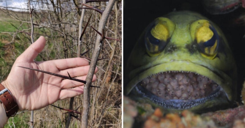 15 photos of extraordinary objects and phenomena