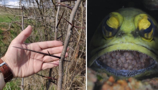 15 photos of extraordinary objects and phenomena