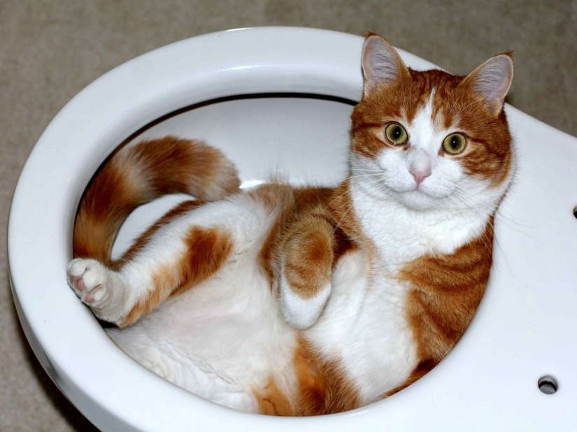 15 places where we never expected to see a cat