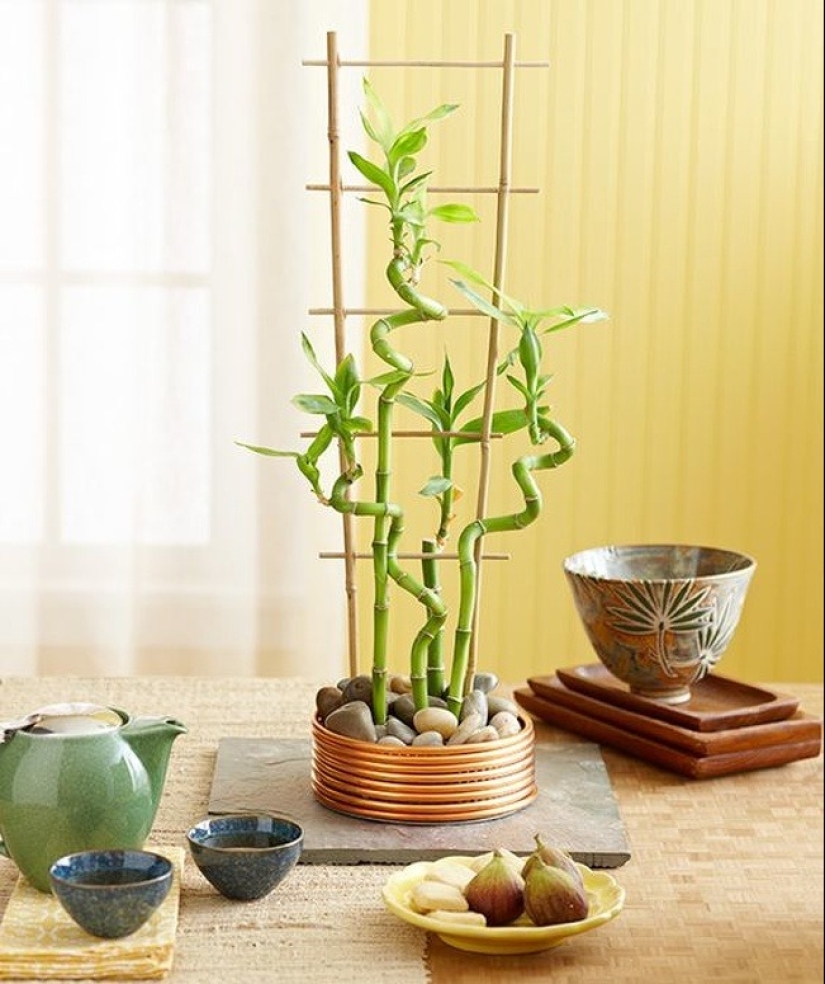 15 plantas que se pueden cultivar en un vaso de agua 15 plantas que se pueden cultivar en un vaso de agua