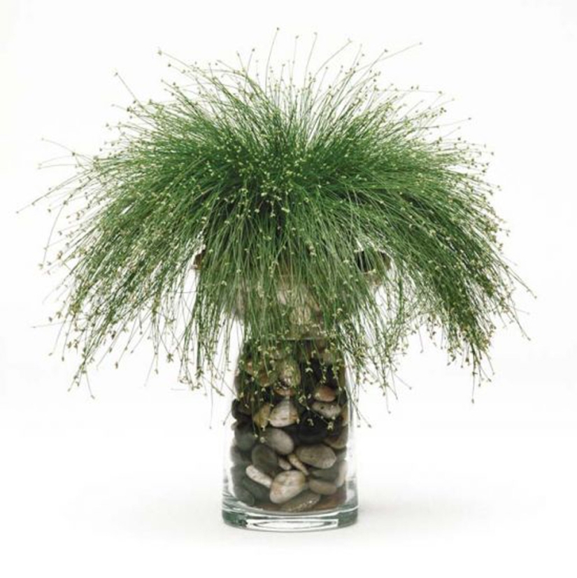 15 plantas que se pueden cultivar en un vaso de agua 15 plantas que se pueden cultivar en un vaso de agua