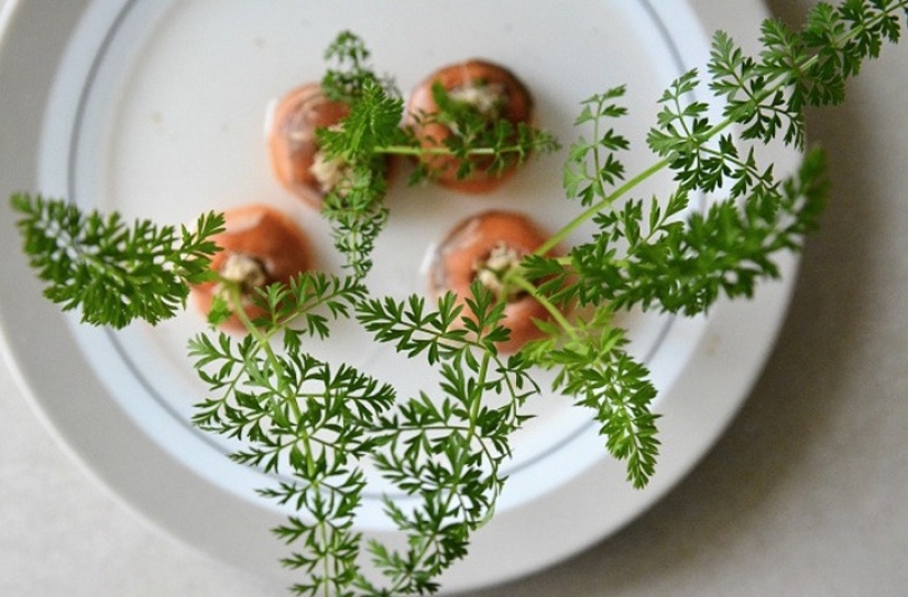 15 plantas que se pueden cultivar en un vaso de agua 15 plantas que se pueden cultivar en un vaso de agua