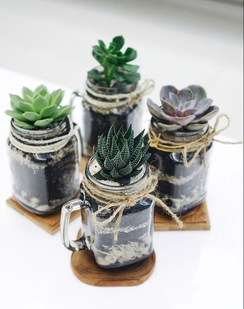 15 plants that can be grown in a glass of water 15 plants that can be grown in a glass of water