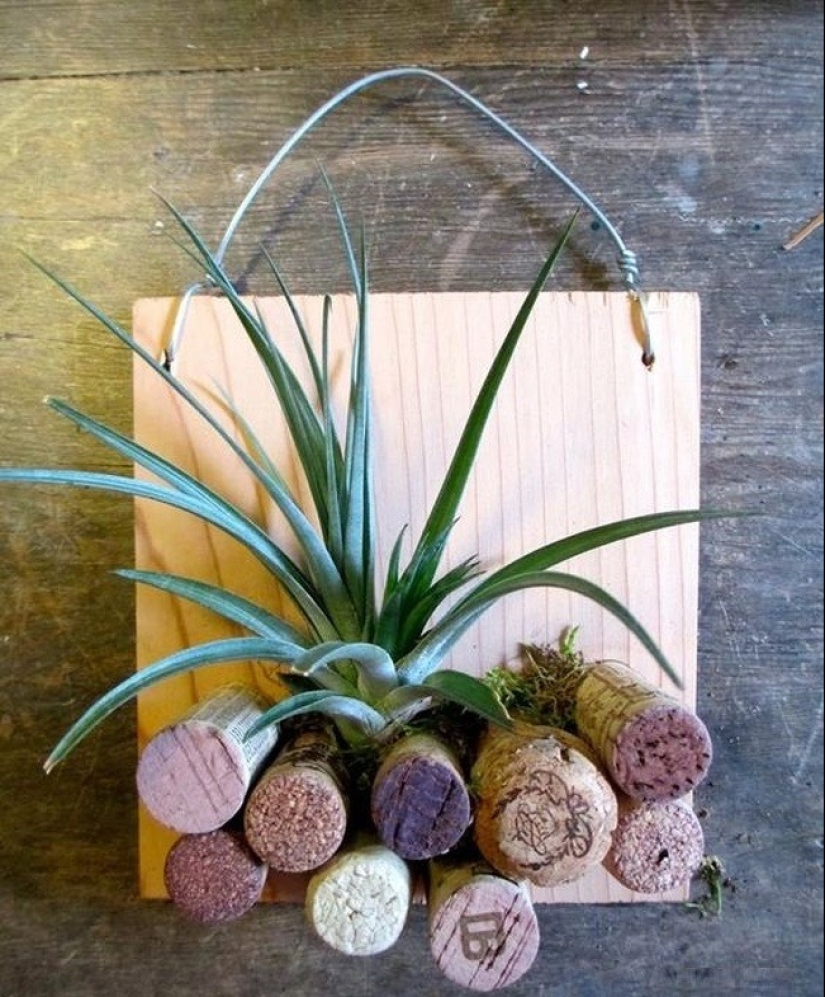 15 plants that can be grown in a glass of water 15 plants that can be grown in a glass of water