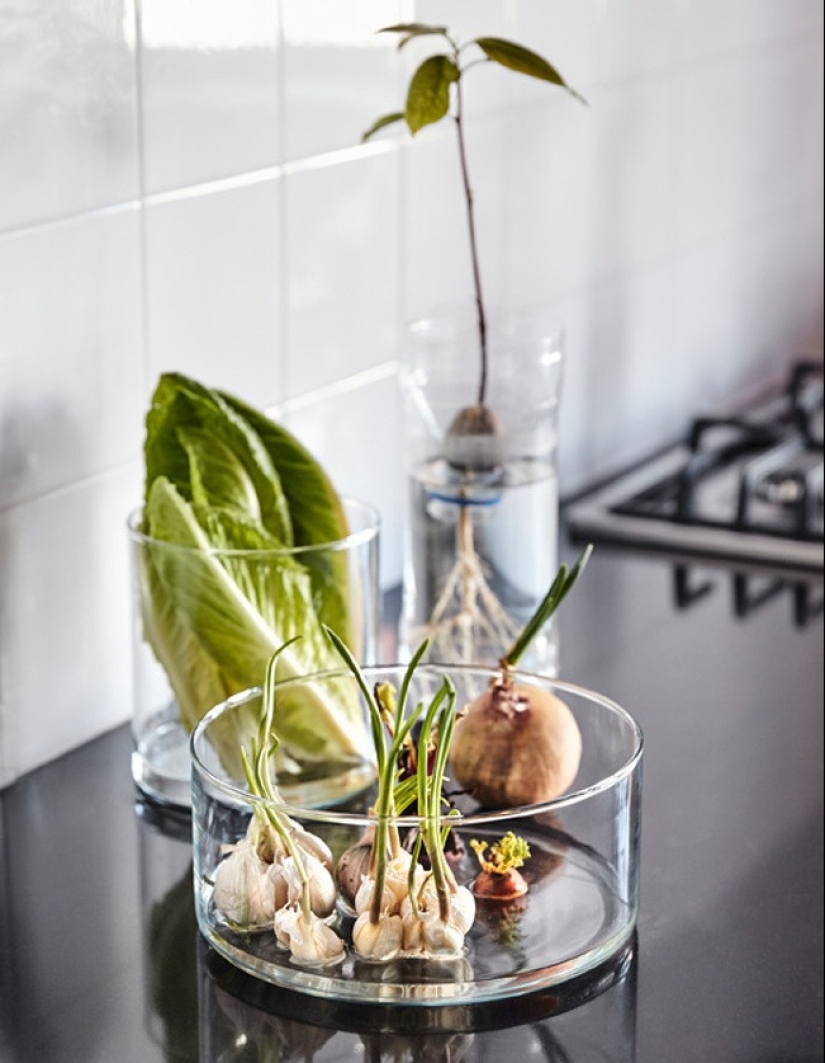 15 plants that can be grown in a glass of water 15 plants that can be grown in a glass of water