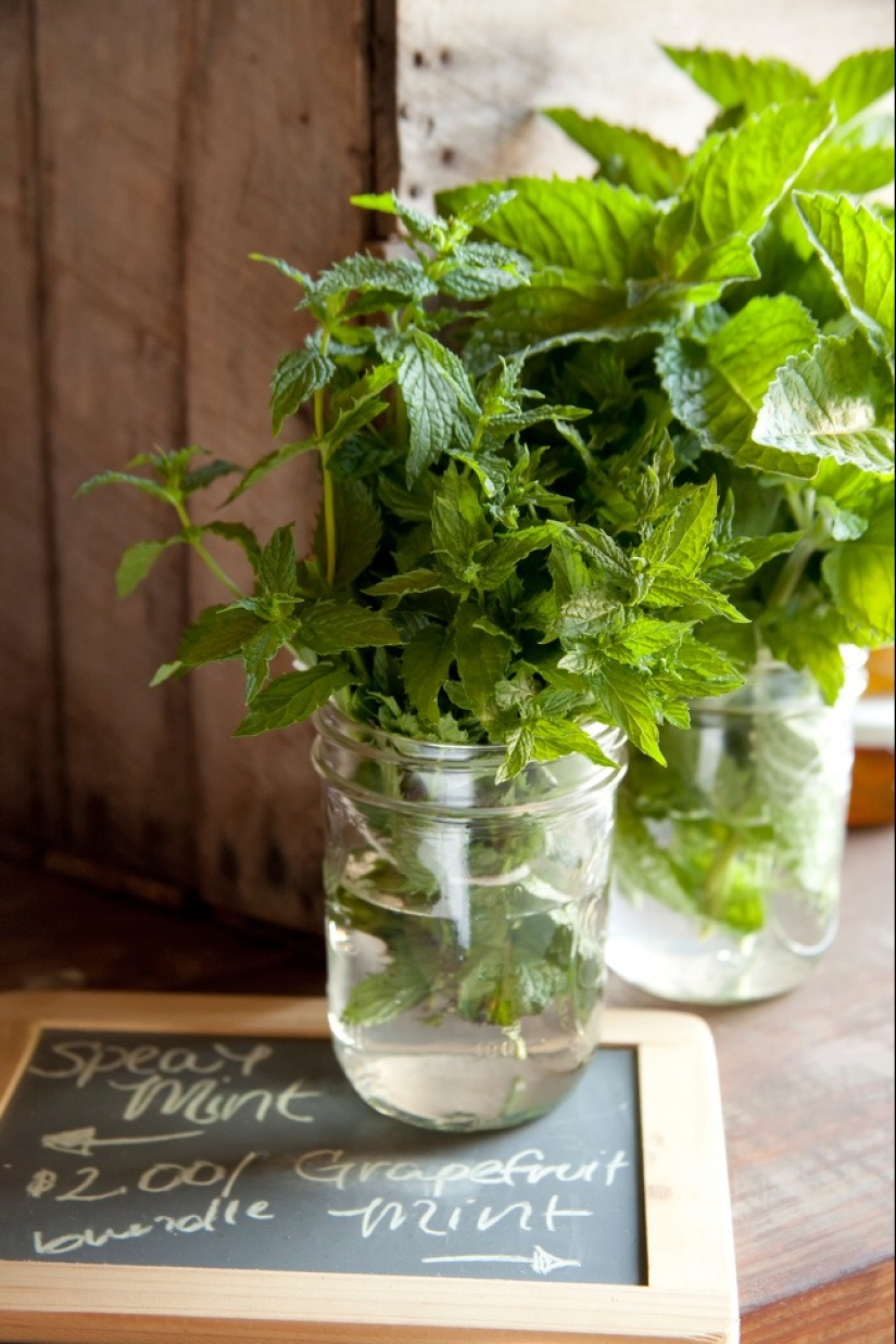 15 plants that can be grown in a glass of water 15 plants that can be grown in a glass of water