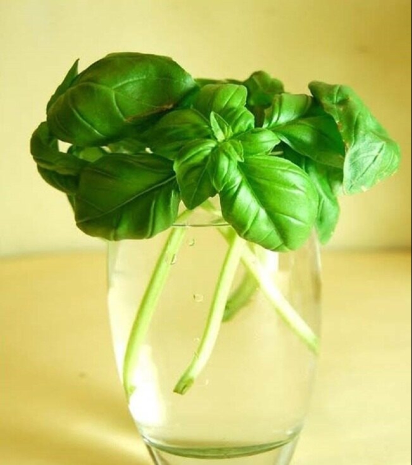 15 plants that can be grown in a glass of water 15 plants that can be grown in a glass of water