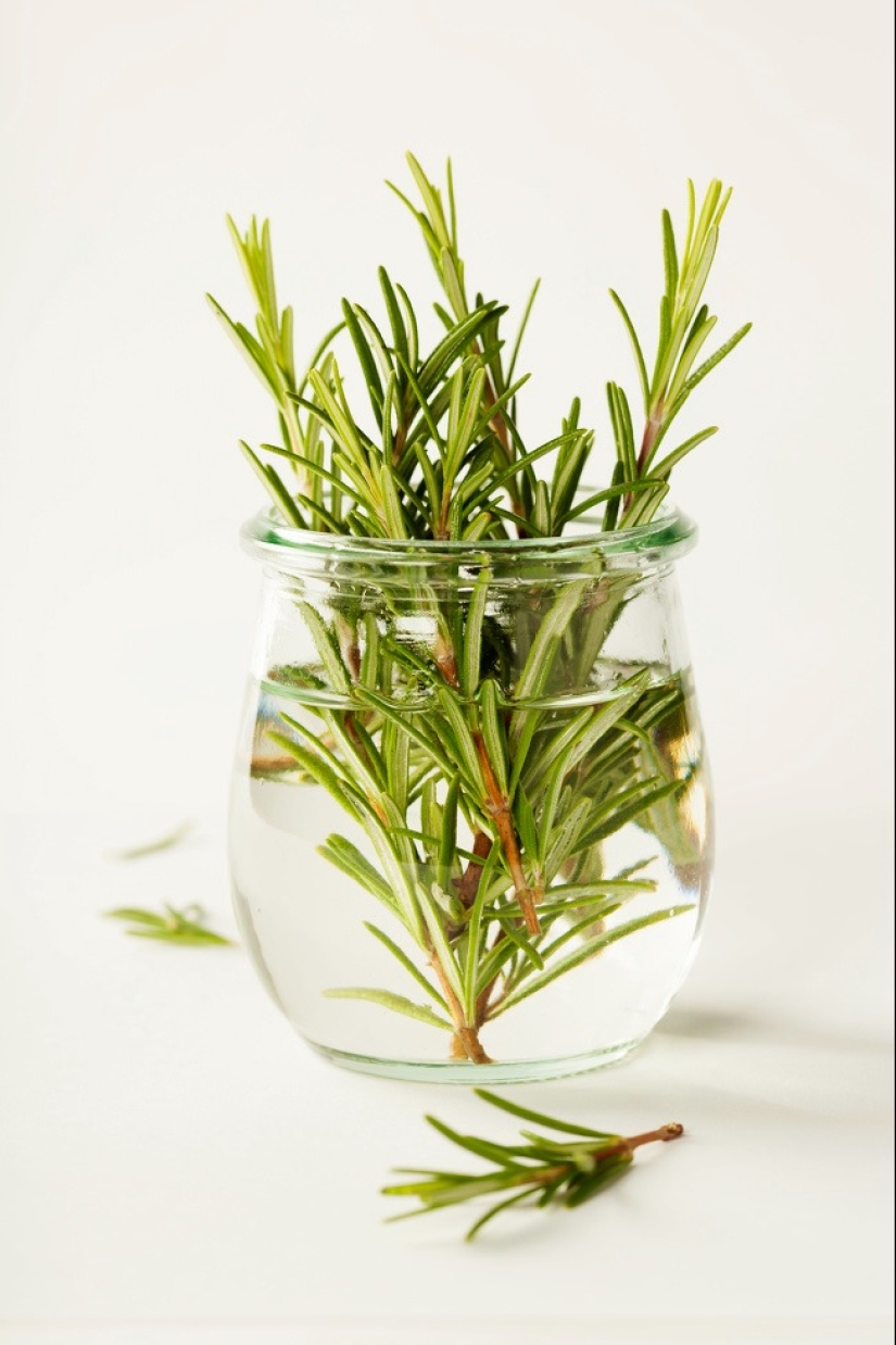 15 plants that can be grown in a glass of water 15 plants that can be grown in a glass of water