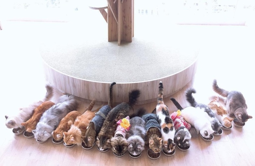 15 principios de la vida japonesa que los ayudan a mantenerse felices 15 principios de la vida japonesa que los ayudan a mantenerse felices