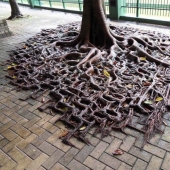 15 situaciones sorprendentes cuando la naturaleza irrumpió en la civilización y comenzó a dictar sus reglas