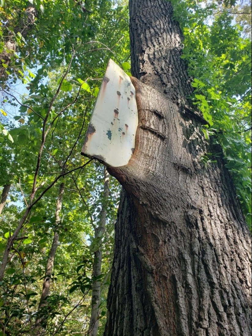 15 situaciones sorprendentes cuando la naturaleza irrumpió en la civilización y comenzó a dictar sus reglas 15 situaciones sorprendentes cuando la naturaleza irrumpió en la civilización y comenzó a dictar sus reglas