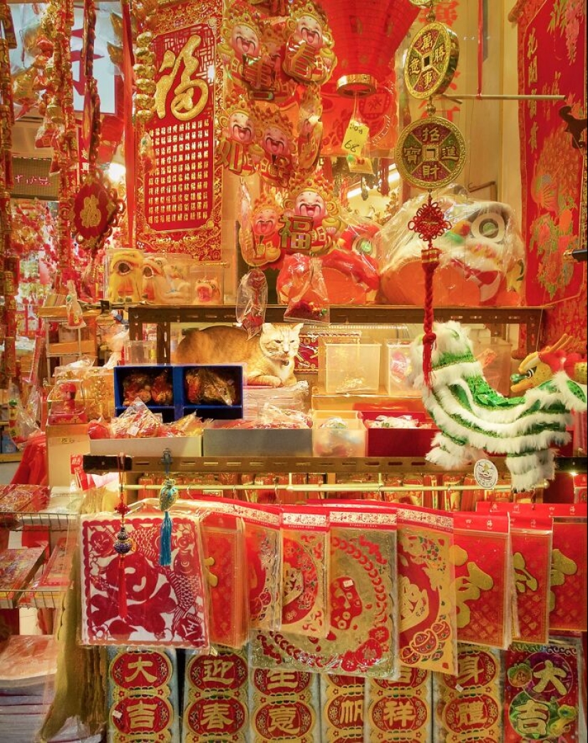 15 Stray Cats That Adapted To Urban Life, Photographed By Marcel Heijnen