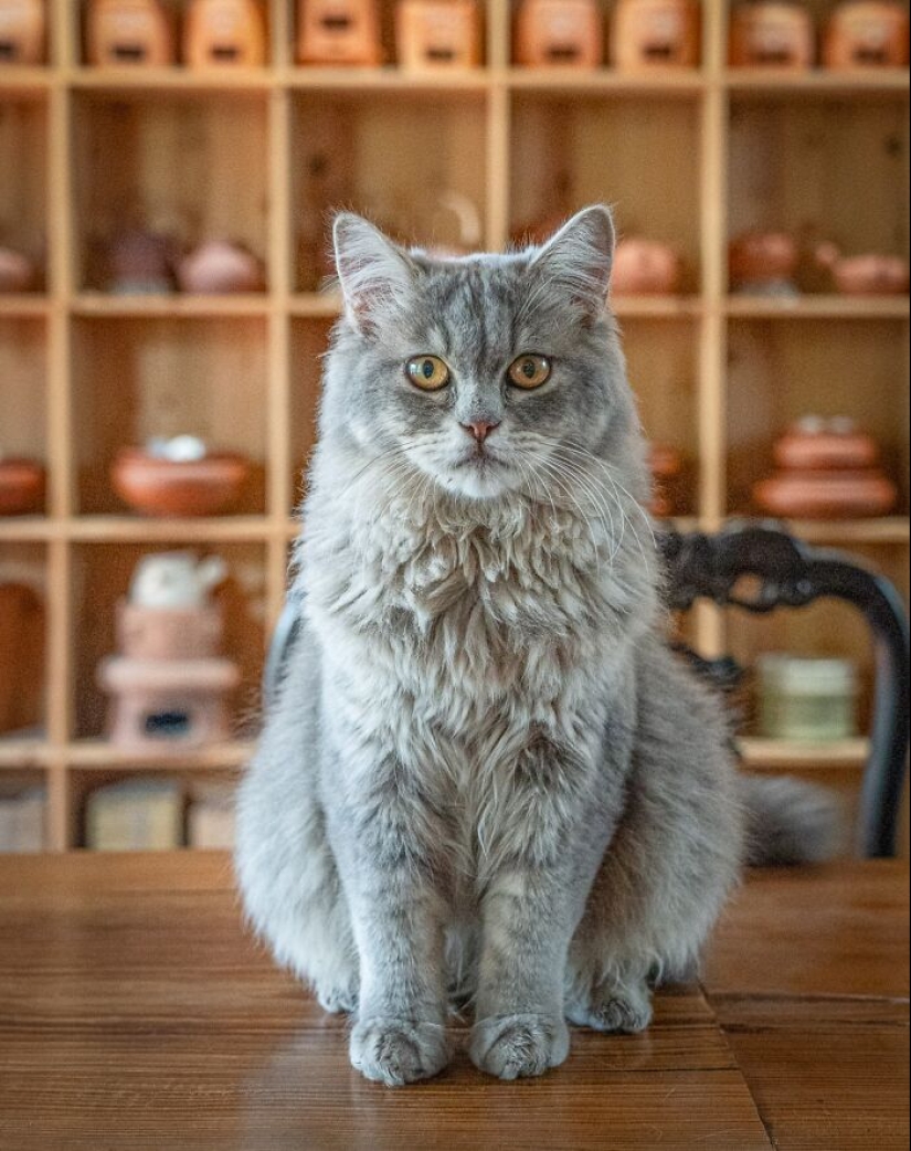 15 Stray Cats That Adapted To Urban Life, Photographed By Marcel Heijnen