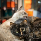 15 Stray Cats That Adapted To Urban Life, Photographed By Marcel Heijnen