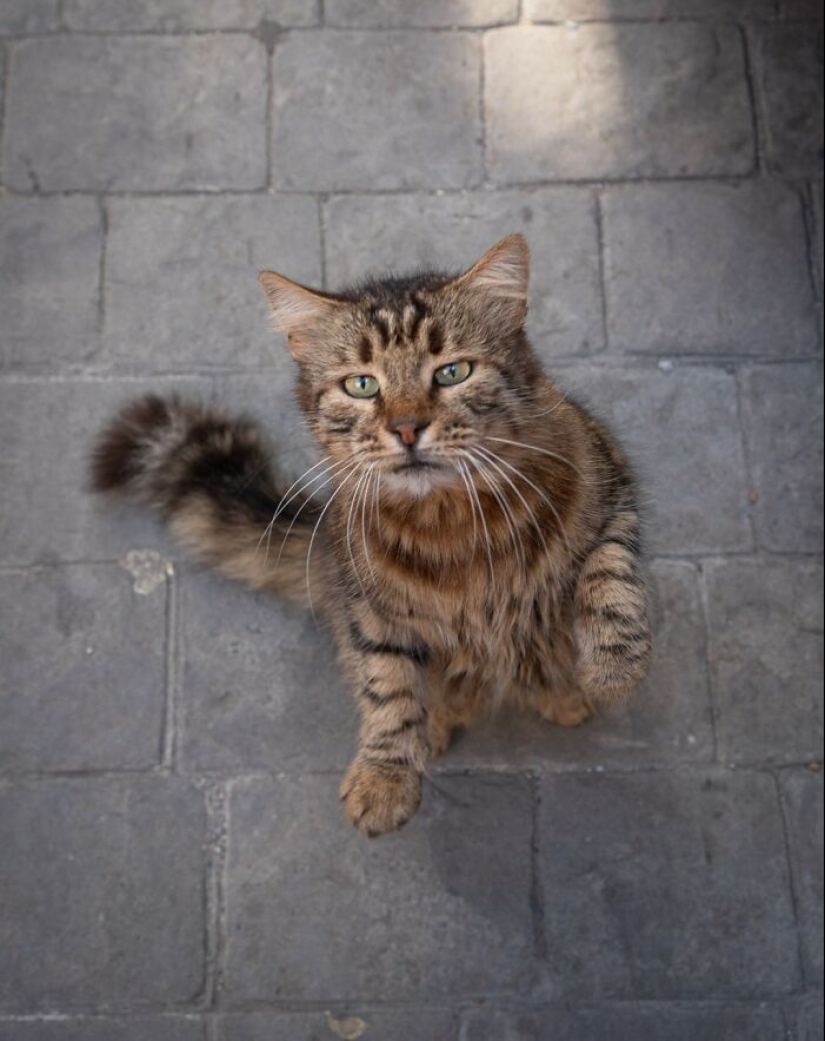 15 Stray Cats That Adapted To Urban Life, Photographed By Marcel Heijnen