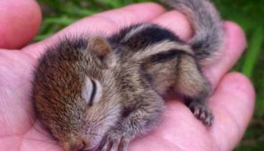 15 tiny babies that fit on the palm of your hand 15 tiny babies that fit on the palm of your hand