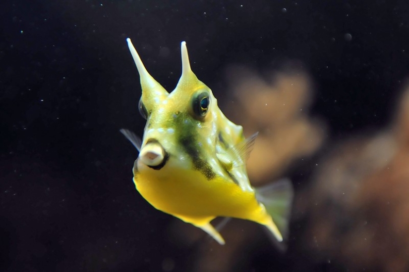 16 creatures that seem to be from another planet